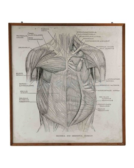 Primate Diagram